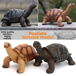 Turtle Model Toy for Child Learning
