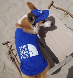 Pet Breathable Sleeveless Vest Spring Summer Anti-Loss Hair Fat Dog Shaving Sun Protection Clothes Trendy Sport T-Shirt Corgi