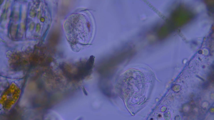 กล้องจุลทรรศน์ Infinity กำลังขยาย 2000x กล้องจุลฯ Trinocular Microscope ต่อกล้องเสริม หน้าจอ รุ่น CM2000