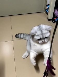 Cat Toys Cat Funny Toys Pet Cat Puppy Funny Bell Feather Stick Funny Interactive Toys