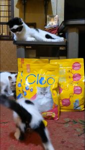 Cleo Adult 12kg Makanan Kucing Cat Food Dry
