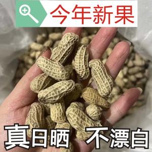 Homemade Sun-Dried Original Flavor Salted Peanuts Chewy Not Warming Hekou New Peanuts Cooked in Water from Guangdong Province