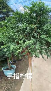 ( hàng siêu đẹp) Cây giống chanh ngón tay SIÊU QUẢ DÒNG QUẢ SỚM CAM KẾT CHUẨN GIỐNG F1