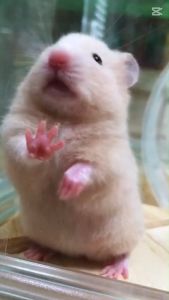 Sâu sấy khô cho hamster hãng Bucatstate thức ăn cho hamster