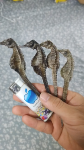 Khô cá ngựa đại dương thiên nhiên 1 cặp ( 2con ) hàng đẹp loại 1