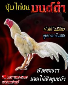 ไข่ไก่ชน คลิปพ่อพันธุ์เกรดVIP สายเลือดดี ไข่ไก่ชนก๋อยกัดทุบ เจ้าพงพอนขาว