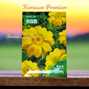 (KEMASAN PREMIUM) BIJI | BENIH BUNGA COREOPSIS KUNING