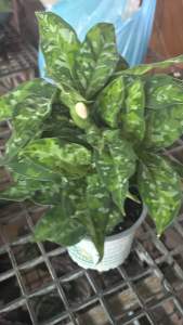 #อโกลนีม่า #เสือพรานสามสี “ Aglaonema Pictum Tricolor”  #อโกลนีม่า #เสือพรานสามสี “ Aglaonema Pictum Tricolor”หายากน่าสะสม  ต้นอะโกลนีมา เสือพรานสามสี ไม้ประดับใบสวย ลายเสือพราน ต้นแข็งแรง สูงประมาณ 25 ซม. เพียง690฿  #อโกลนีมา #เสือพรานสามสี  Aglaonema pi