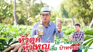 สูตรลงหัว สูตรเพิ่มแป้ง เร่งหัว เพิ่มผลผลิต เพชรดำพรีเมี่ยม1ขวด ขนาด1000cc เป็นสารอินทรีย์ตั้งต้นในกระบวนการหายใจของมันสำปะหลัง สินค้าพร้อมจัดส่ง