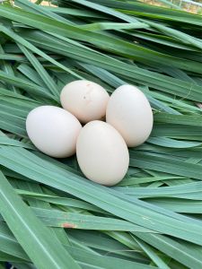 ไข่เชื้อไก่ชนพม่า ขายเป็นชุดเฉลี่ยฟองละ65฿ “พ่อพันธุ์เจ้าเยียร์พม่าม้าล่อไอคิว”