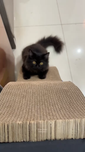 Newfe Pet Cardboard Cat Scratcher Toy Scratch Board Claw Sharpener Protect Every Furniture straight Cat Scratchers