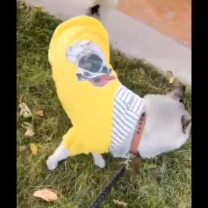 Áo hoodie nỉ bông khuy bấm cho chó to lớn và vừa phối kẻ in hình gấu - Đen Ta pet shop