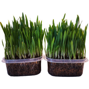 EZPET🐱【EZ Water Grow Cat Grass】 Cat Grass Seed Set Biji Benih Rumput Kucing Cat Snacks Remove Hairball Solution猫草 化毛草