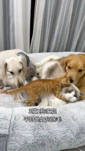 1pcs Reusable Pet Hair Removal Gloves Washable Mesh Cloth Pet Grooming Gloves Cat Hair Cleaning Tool