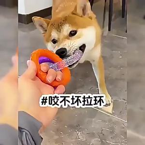 TPR Pull Ring Chew Pet Toy Bite Resistant Durable Molar Teeth Cleaning Easy Clean Interactive Toy For Small Medium Large Dogs
