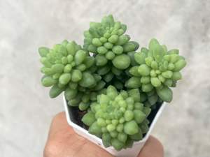 Sedum Canny Hinny ไม้อวบนำ้ จัดสวนถาด กุหลาบหิน กระถาง 2 นิ้ว