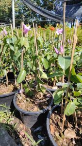 ดาวประดับฟ้า กระถาง 11 นิ้ว ต้นสวยและแข็งแรง (กทม)