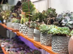 Đĩa dĩa lót xi măng hàng Cori Origami  Đĩa lót chậu cây cảnh mini dòng PL10 kích thước 12.2x1cm