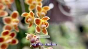 พญาไร้ใบ สีดอกตามรูป กล้วยไม้ป่าหายาก ติดขอนไม้ ขนาดจัดส่งตามภาพตัวอย่าง 1 มิติดิขนาด กล้วยไม้