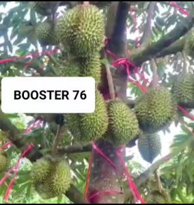Pupuk Organik Booster 76 Penyubur Pelebat Pembesar Buah 100ml