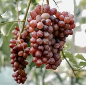 Bibit Anggur Import JUPITER 100% TERMURAH SIAP TANAM