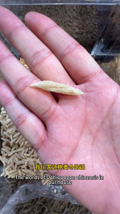 麦冬 Ophiopogon Tuber Mai Dong 四川特产川麦冬 Herba Cina kering  Chinese Herbs 养阴润肺 益胃生津 清心除烦 中药材清热止咳