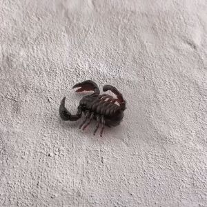 Fun Toys Battery Operated Moving and Vibrating Scorpion / Spider Interactive Toys for Kids 、 Pets