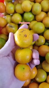 Bibit Jeruk Santang Madu Berbuah Sudah Besar