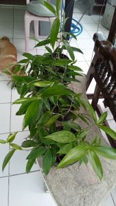 ไผ่ฟิลิปปินส์ในถุงดำ (ไม้แหย่แย้)