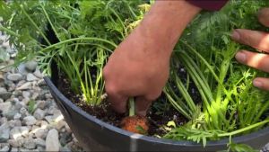 Hạt giống củ cà rốt đỏ tròn-100 hạt