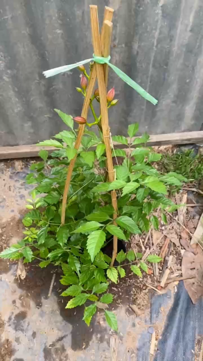 Cây hoa Đăng Tiêu - Dây leo chịu nắng tốt - Cho hoa siêu đẹp! | Lazada.vn