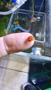 10 Pcs assorted size Local Breed Ramshorn red cherry snail.