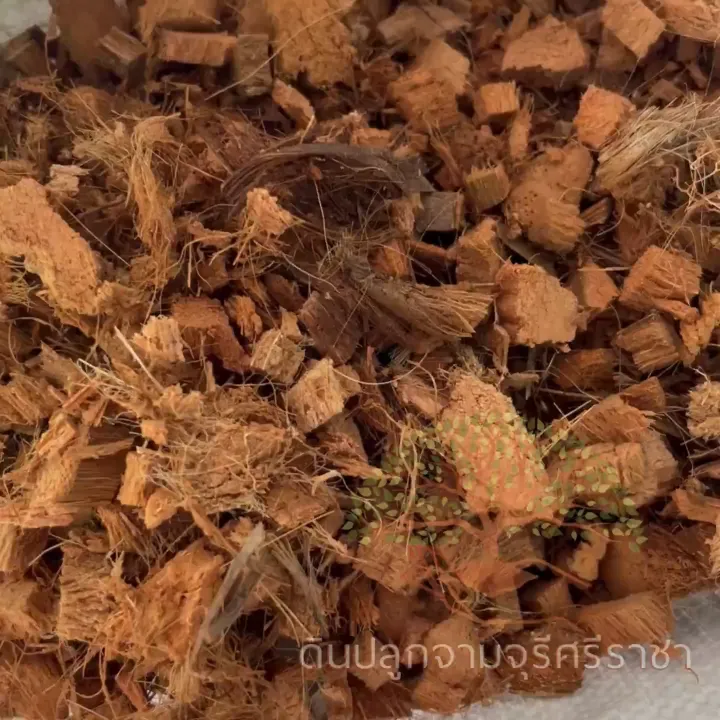 กาบมะพร้าวสับกลางล้างสารแทนนิน 6 ลิตร