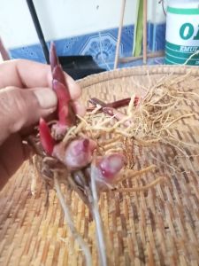 เหง้าไพลดำ สำหรับเพราะปลูกขยายพันธุ์