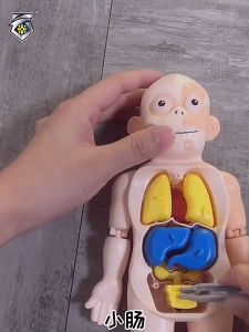 3D Puzzle Human Body Anatomy Model Intelligence Toy Learning Assembled Teaching Tool Doctor Game