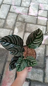 Tanaman hias Calathea Ornata - Tanaman hias ornata murah
