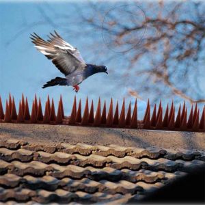 Paku Plastik Anti Burung Pagar / Alat duri pengusir kucing Burung / Bird Control Spikes Set