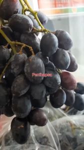 Bibit Anggur Import Hitam Super Manis