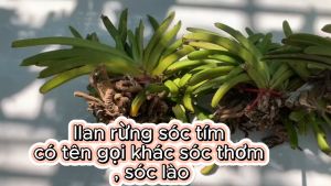 Lan rừng sóc tím hoa thơm lâu tàn trồng nhanh ra dễ