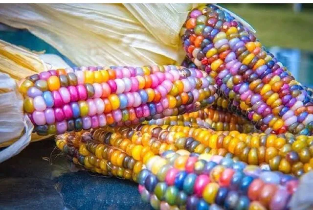 เมล็ดพันธุ์ข้าวโพดพลอย Glass Gem Corn 5 เมล็ด สำหรับมือใหม่