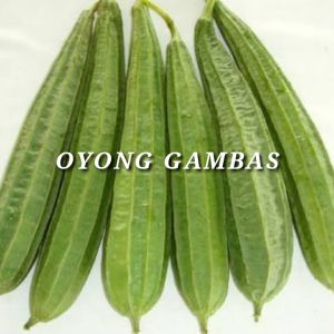 benih oyong gambas panjang lokal paket (1000 butir)