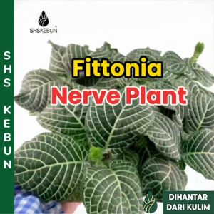 Fittonia Albivenis Indoor Plant Nerve Plant Mosaic Plant Painted Net Leaf Live Plant Pokok Fittonia Pokok Hiasan Tumbuhan Hidup SHS Kebun