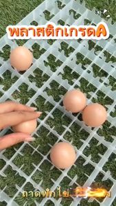 ลดราคา 3วันเท่านั้น ถาดฟักไข่ไก่ 88 ฟอง ถาดนกกระทา 221ฟอง  50x36x3 cm