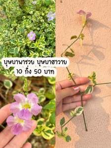 ต้นบุษบาพารวย บุษบาฮาวาย 10 กิ่ง 50 บาท