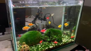 Đèn Led kẹp hồ cá Neo Helios S3 Plus Nano (13W) | NF-02 RIVERSIDE cho hồ mini 26-40cm