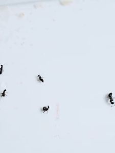 Chain-Kill Quick-Fix Ant Repellent Spray 500ml - Essential Insect Baits for Pet-Friendly Home & Garden