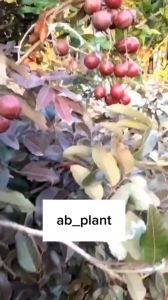 Bibit Kelengkeng Merah Unggul Kondisi Berbuah