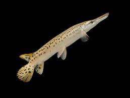 Alligator Gar 4 inch | Lazada