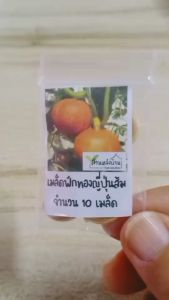 10 เมล็ด ฟักทองญี่ปุ่นสีส้ม เมล็ดฟักทองญี่ปุ่น ฟักทองญี่ปุ่น เมล็ดฟักทอง ฟักทอง สควอช มินิ บอล 141