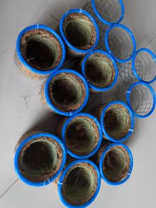 Tổ chim chào mào viền xanh (tặng kèm bông đót và sơ dừa)